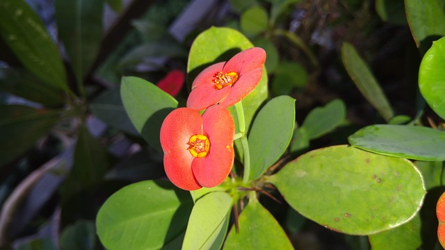 海棠 花朵 自然 - 上的免费照片