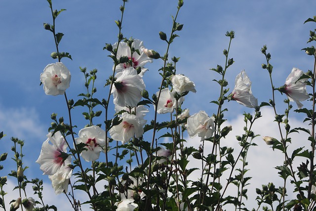 白色的 花朵 木槿 - 上的免费照片