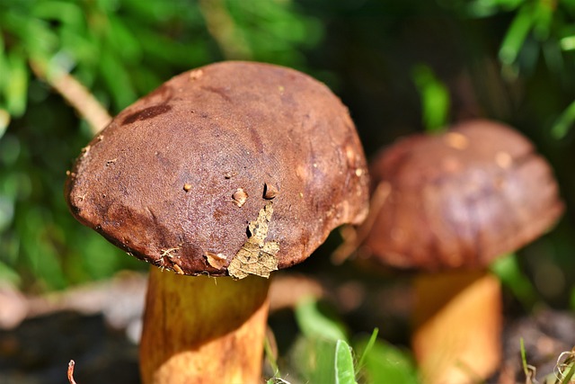 蘑菇 管蘑菇 棕帽 - 上的免费照片