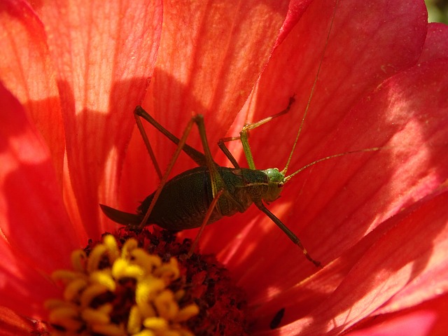 沙漠蝗虫 Gomphocerinae 花 - 上的免费照片