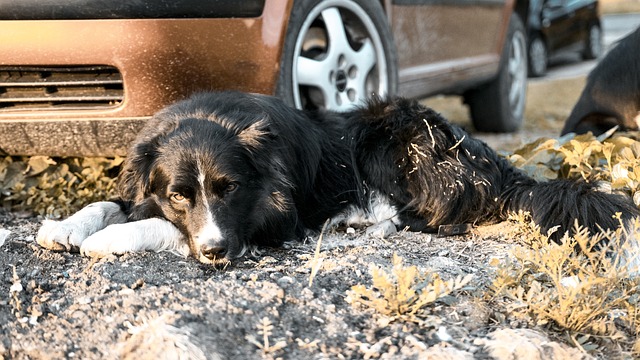 狗 Bordercollie Blackandwhite - 上的免费照片