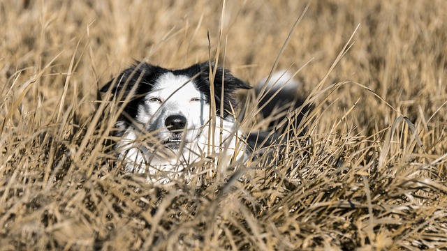 狗 Bordercollie 宠物 - 上的免费照片