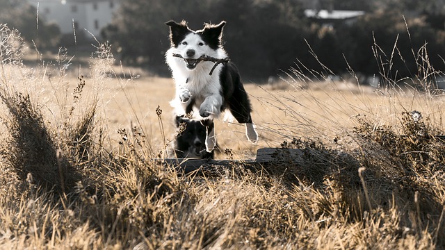 跳跃 狗 Bordercollie - 上的免费照片