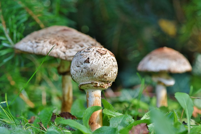 梧桐 蘑菇 食用菌 巨型 - 上的免费照片