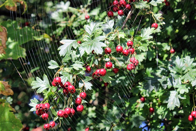 蜘蛛网 山楂 楂 - 上的免费照片