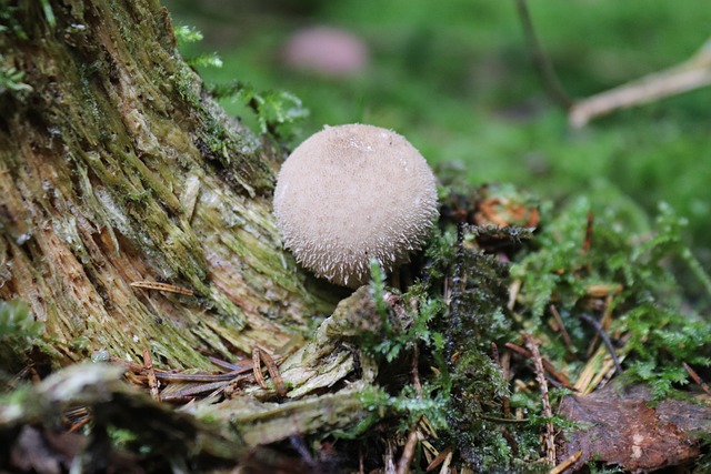 蘑菇 牛人 森林 - 上的免费照片