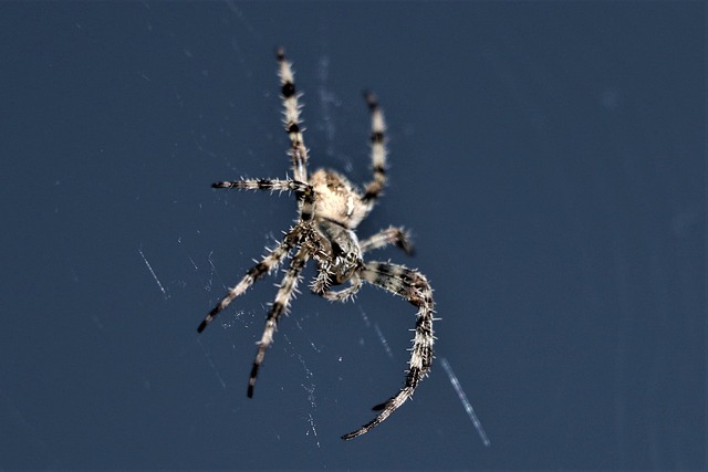 蜘蛛 网络 爬行 - 上的免费照片