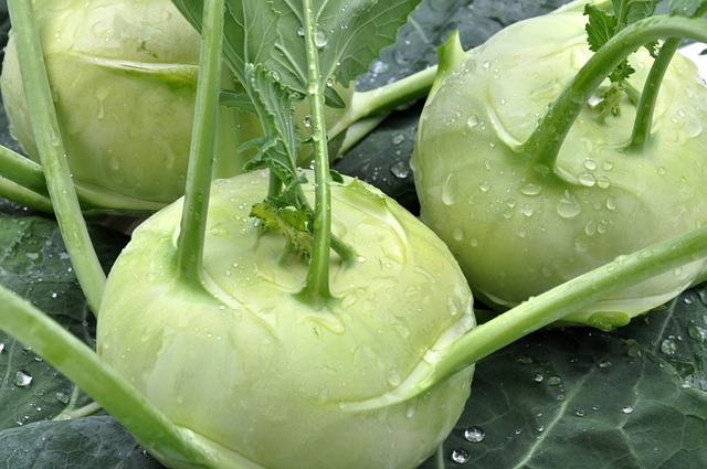 Cavolorapa 大头菜 蔬菜 - 上的免费照片