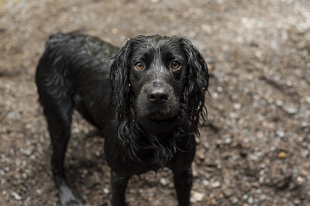湿狗 可卡犬 黑狗 - 上的免费照片