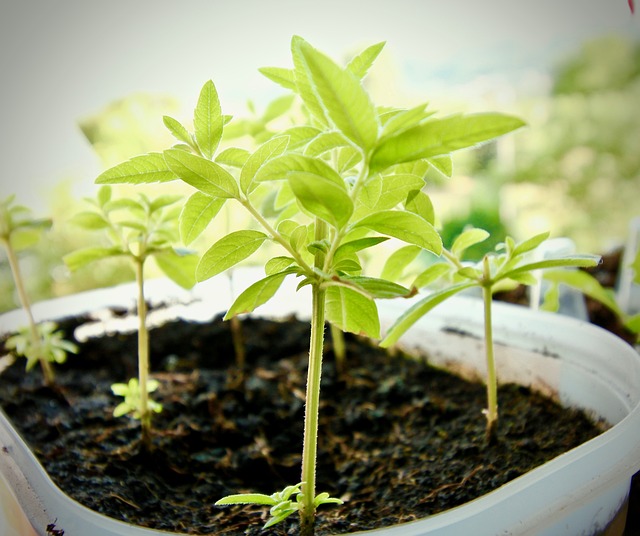 路易莎·格拉斯 香草 健康 - 上的免费照片