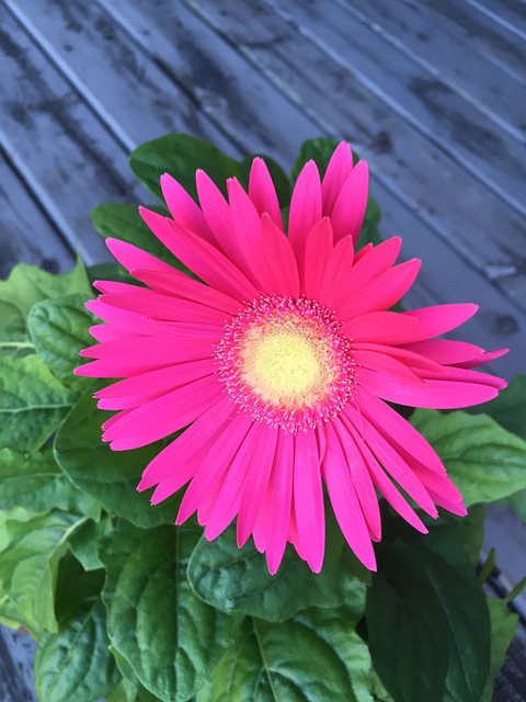 粉红色的Gerber雏菊 花朵 - 上的免费照片