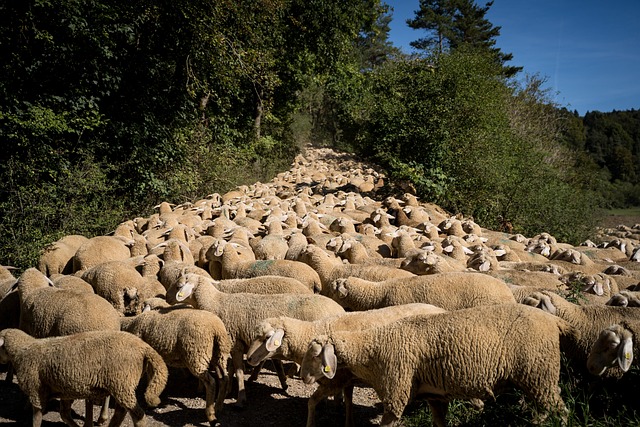 羊 羊群 牧场 - 上的免费照片