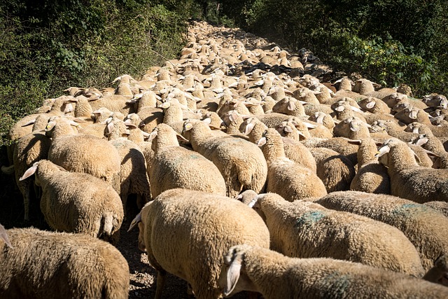 羊 羊群 牧场 - 上的免费照片