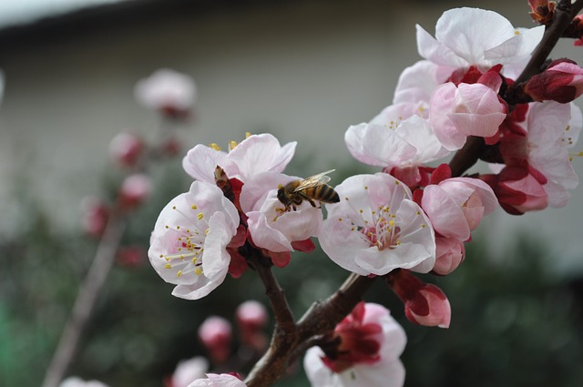 蜜蜂 花朵 Pesco - 上的免费照片