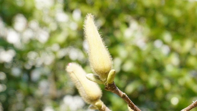 含苞待放的花 绿色 - 上的免费照片