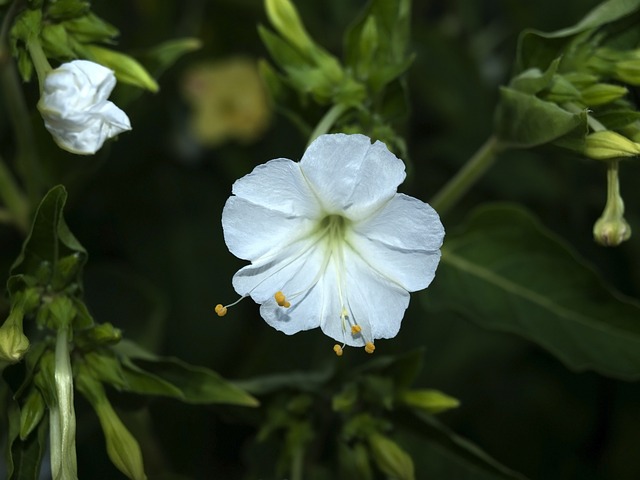 花钟 白色的花 花朵 - 上的免费照片