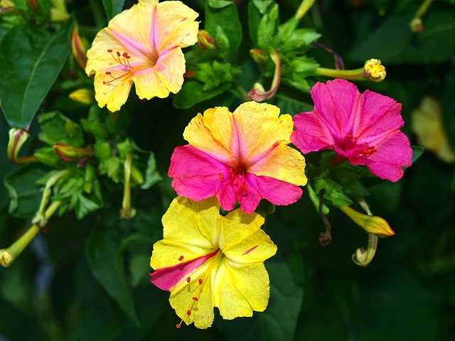 花钟 花朵 精美的 - 上的免费照片