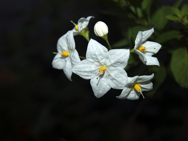 花星 花朵 明星 - 上的免费照片