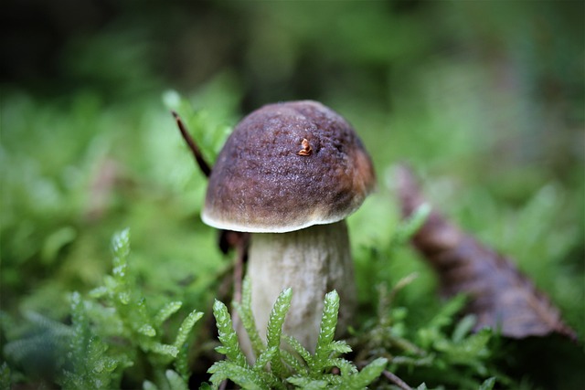 蘑菇 森林 苔藓 - 上的免费照片