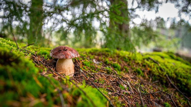 蘑菇 森林 苔藓 - 上的免费照片