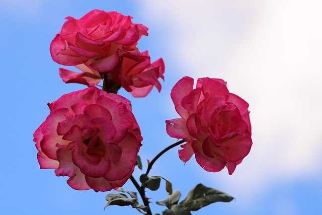 粉红色的玫瑰 玫瑰 布卢姆 - 上的免费照片