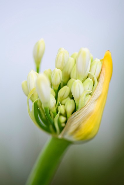 Agapanthus 花朵 白色的 - 上的免费照片