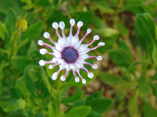 美丽的花 哥斯达黎加 - 上的免费照片