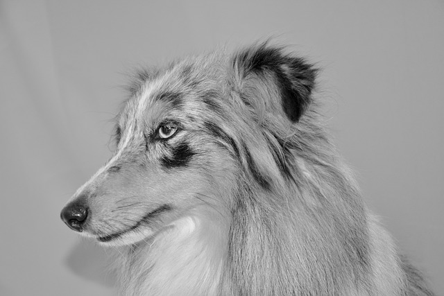 狗 狗的照片黑白 狗赏金蓝色的 - 上的免费照片