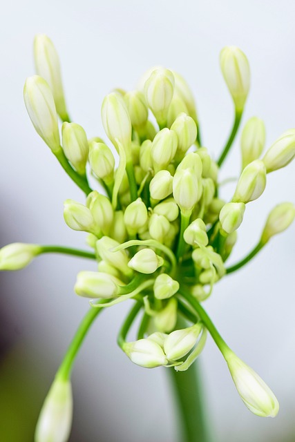 白色的 Agapanthus 花朵 - 上的免费照片