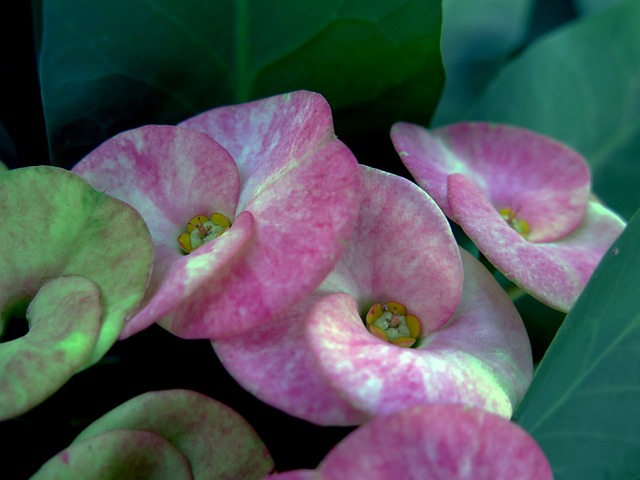 仙人掌花 仙人掌 花园 - 上的免费照片