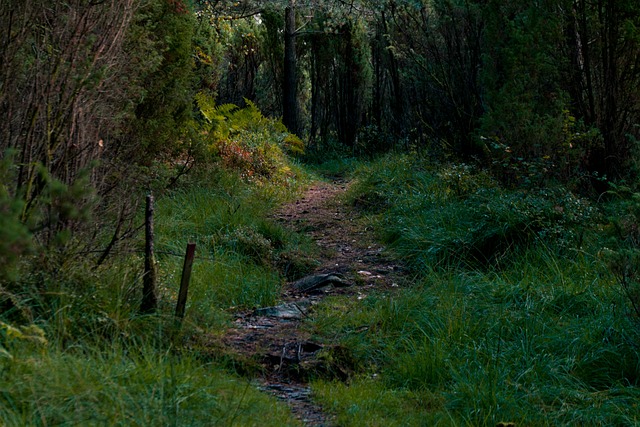 Forestpath 森林 小路 - 上的免费照片