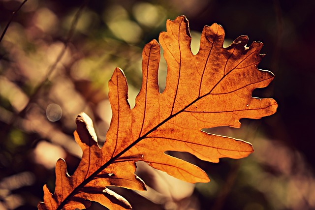 橡子叶 秋天 植物学 - 上的免费照片