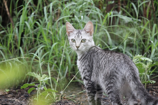 猫 猫科动物 自然 - 上的免费照片