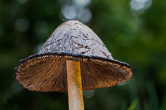 小贩 蘑菇 墨菇 - 上的免费照片