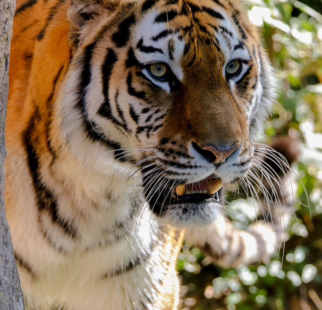 动物 捕食者 老虎 - 上的免费照片