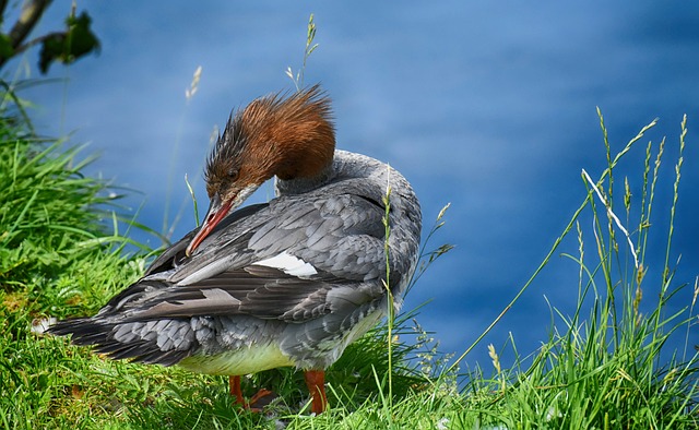 海鸭 普通秋沙鸭 动物 - 上的免费照片