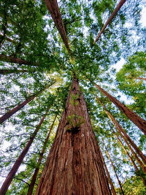 张泰山 元杉 木头 - 上的免费照片