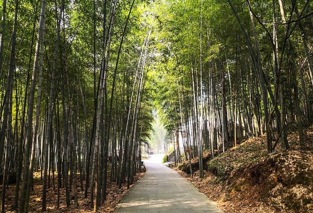 竹子 林荫道路 风景 - 上的免费照片
