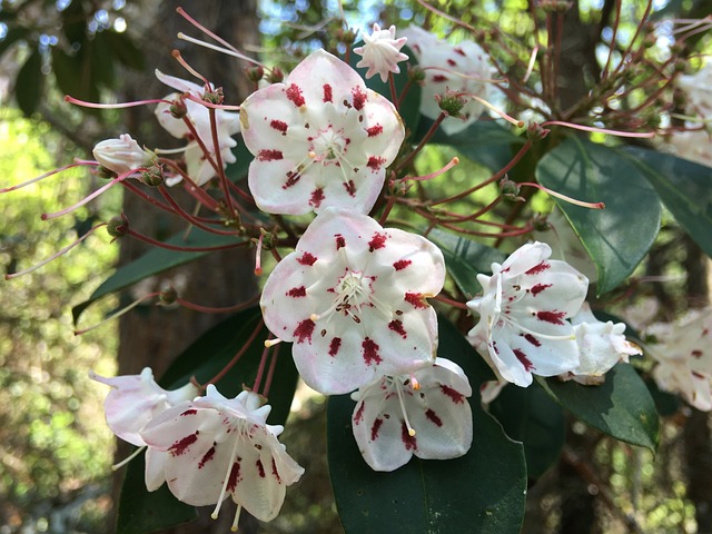 Kalamia 花朵 白色和粉红色 - 上的免费照片