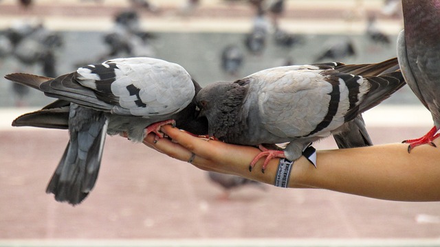 鸽子 鸟类 动物 - 上的免费照片