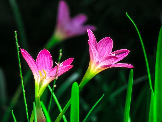 香港 植物 花瓣 - 上的免费照片