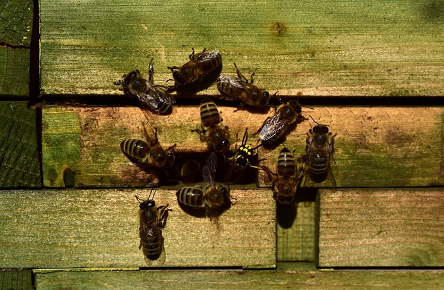 蜜蜂 蜂窝 黄蜂 - 上的免费照片