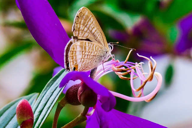 蝴蝶 自然 夏天 - 上的免费照片