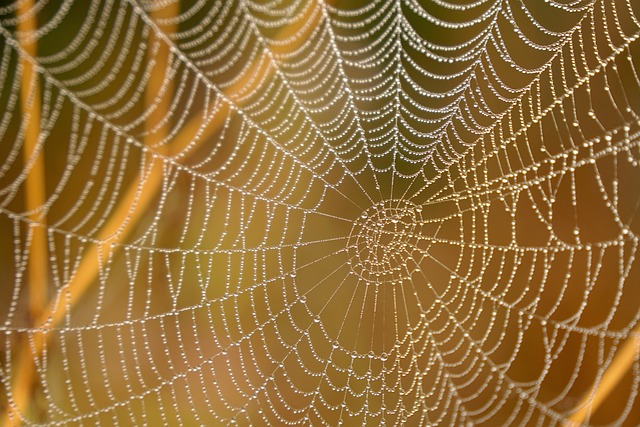 蜘蛛网 水滴 露珠 - 上的免费照片