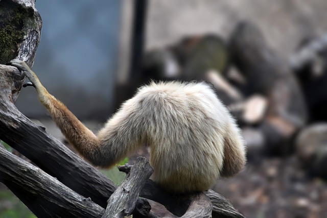 猴子 哺乳动物 动物园 - 上的免费照片
