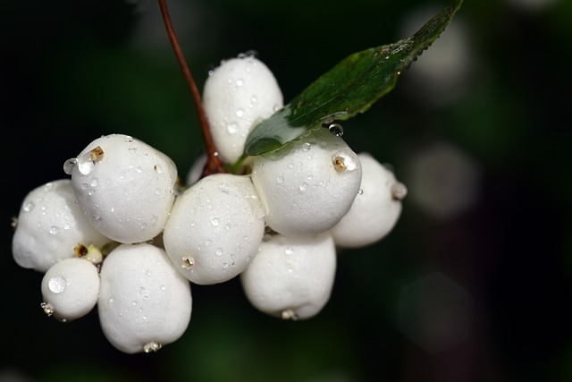 常见的雪莓 白芝麻 雪莓果 - 上的免费照片