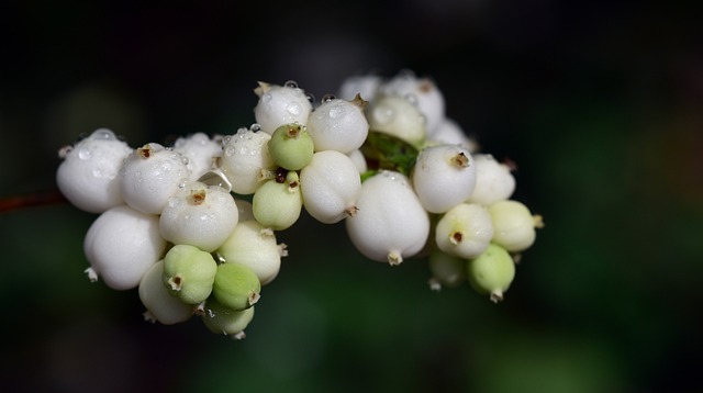 常见的雪莓 白芝麻 雪莓果 - 上的免费照片