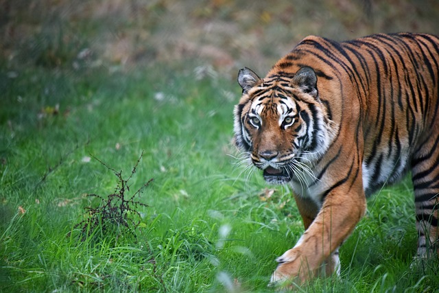 虎 动物 捕食者 - 上的免费照片
