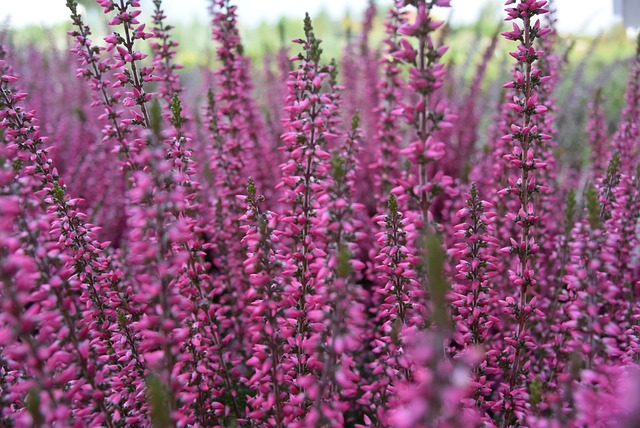 石南花 Heather 沼泽 - 上的免费照片