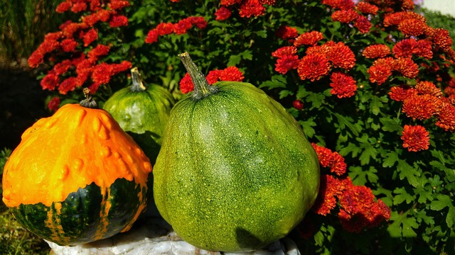 南瓜 秋天 Oktober - 上的免费照片